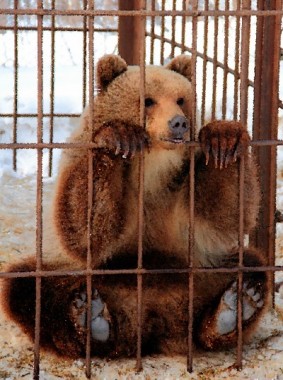 Вірні звірі - українські народні - Безкоштовні електронні книги на українській мові: читай онлайн та скачуй